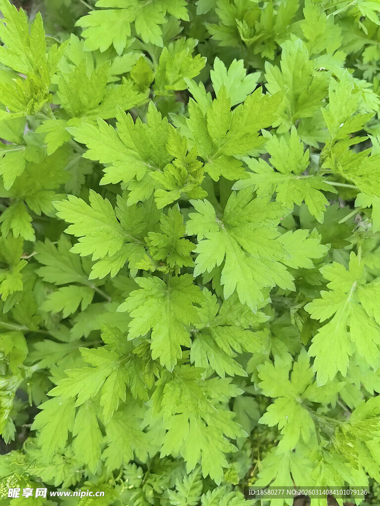翠绿繁茂的植物叶片