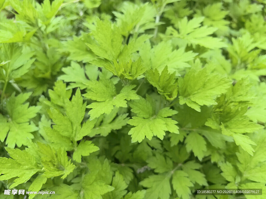 翠绿繁茂的艾草叶片