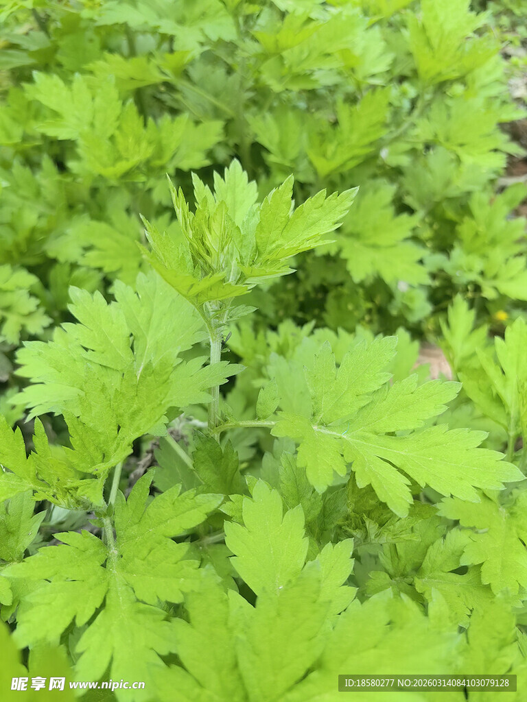 嫩绿艾草叶片特写