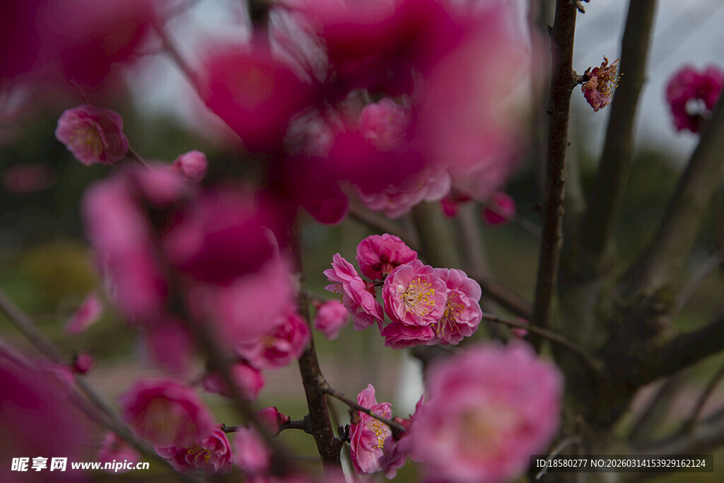 桃花梅花娇艳粉色花卉特写