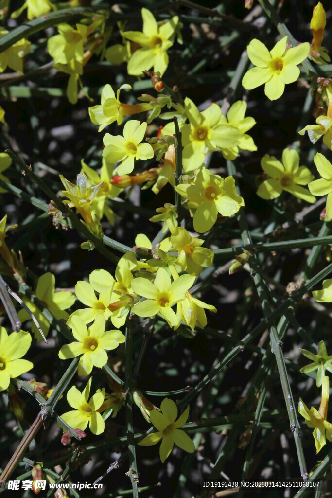 迎春花  