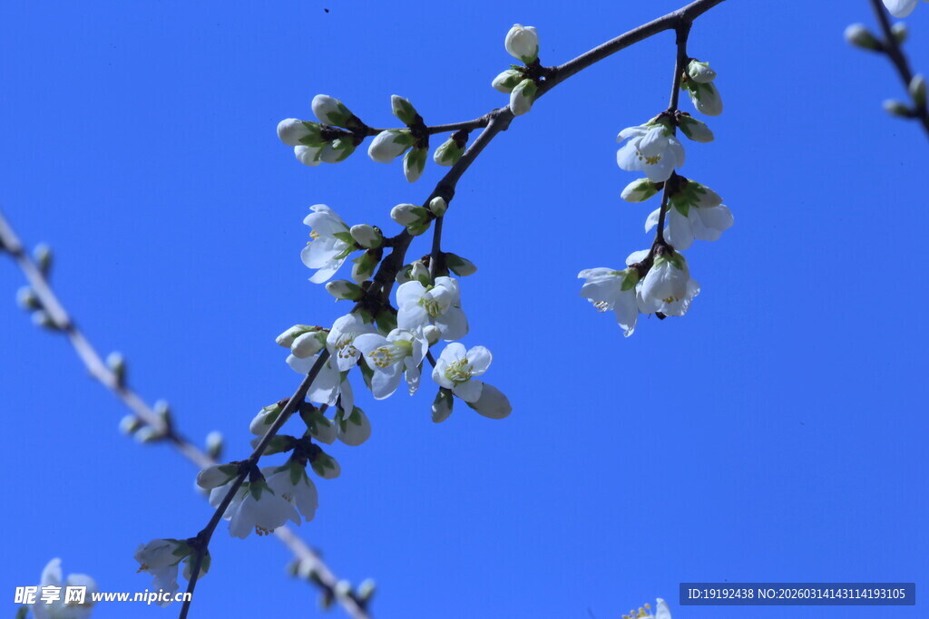 山桃花 