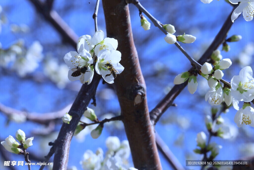 山桃花  