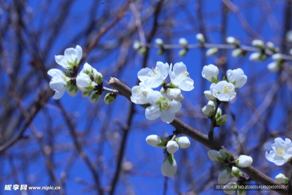 山桃花 