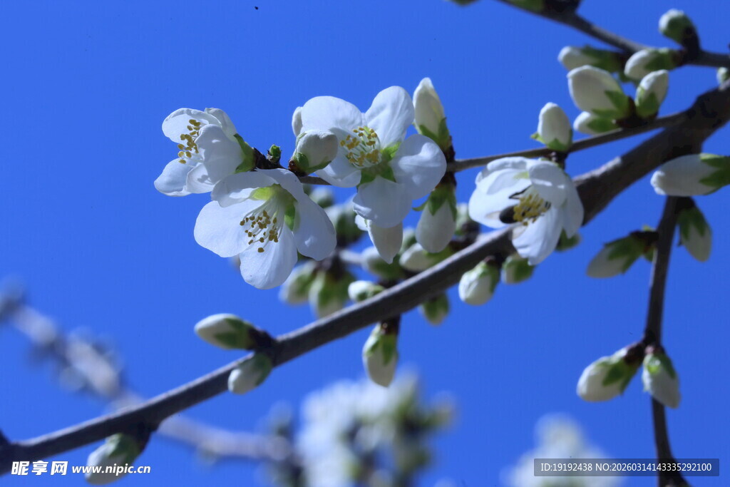 山桃花  