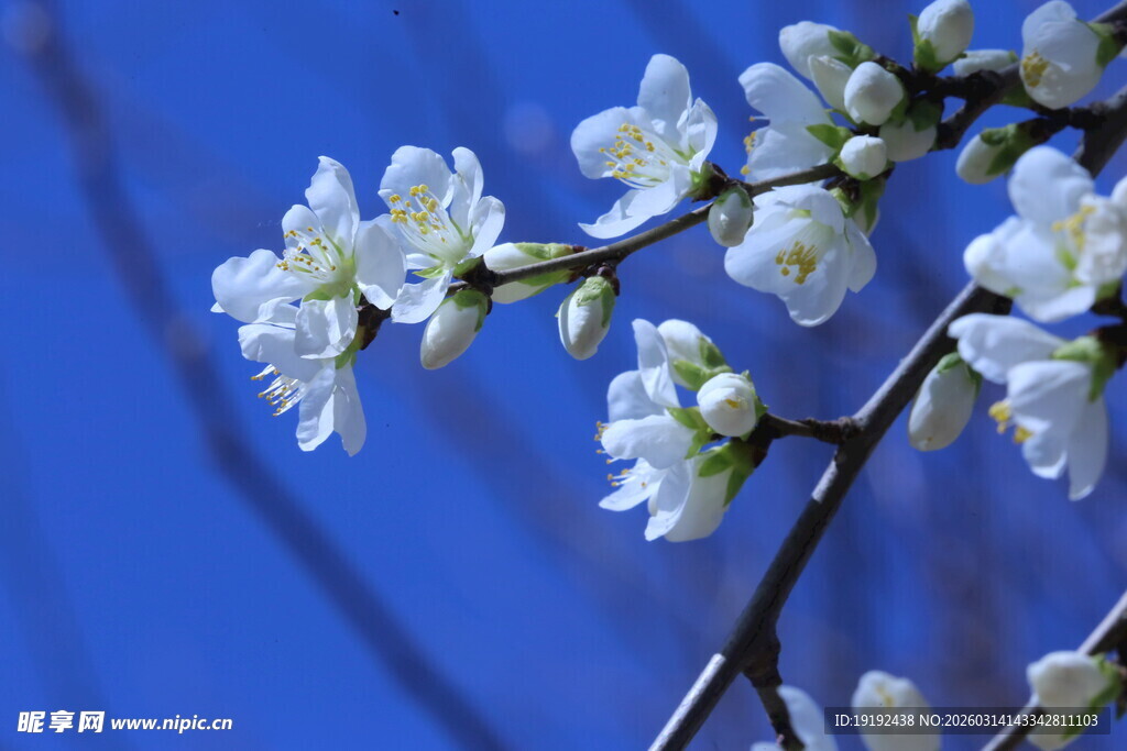山桃花  