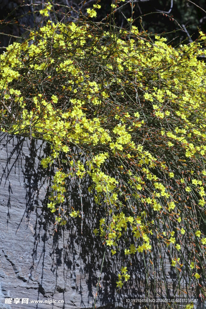 迎春花  