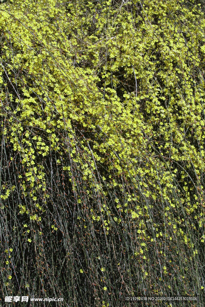 迎春花 