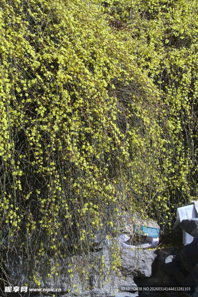 迎春花 