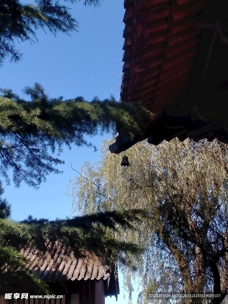 屋檐下的树梢与蓝天庙宇