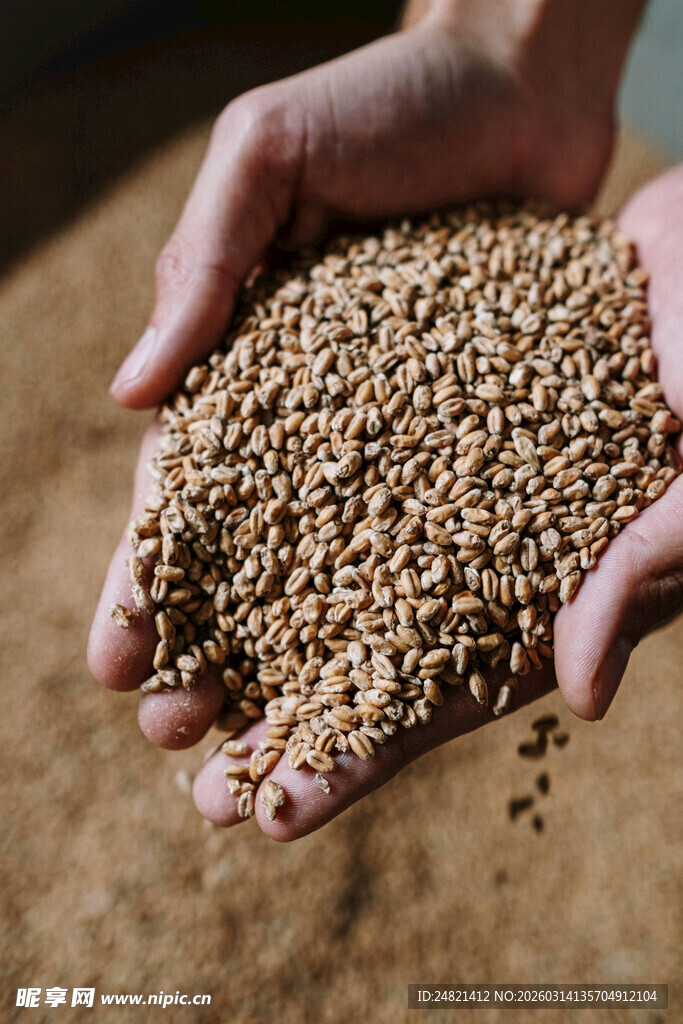 手中捧满金黄谷物