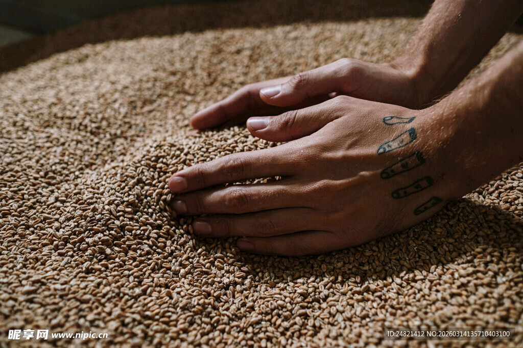 双手触摸饱满谷物颗粒