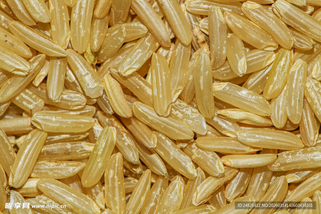 金黄饱满的优质长粒香米