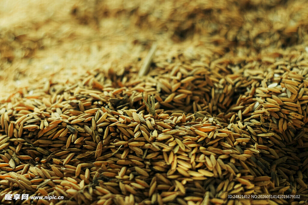 一堆棕色谷物颗粒特写