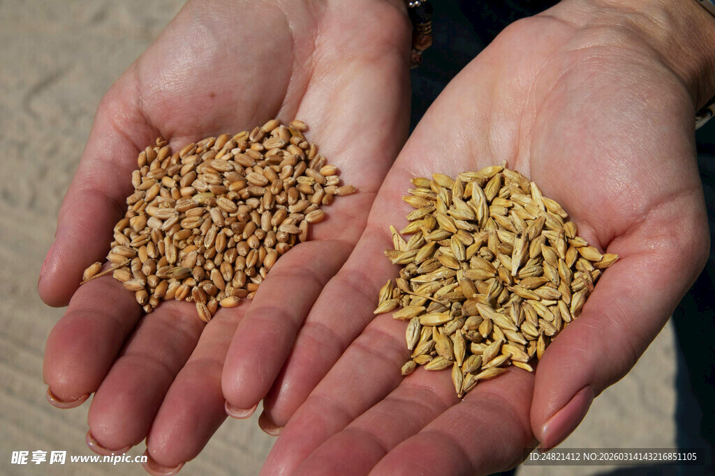 手中的谷物与谷芽