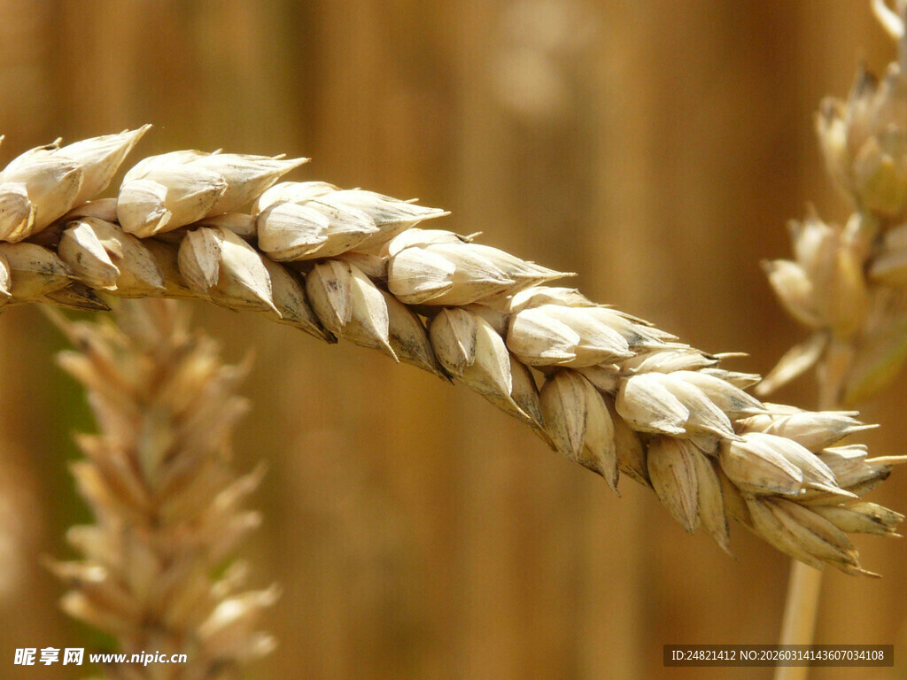 成熟麦穗特写