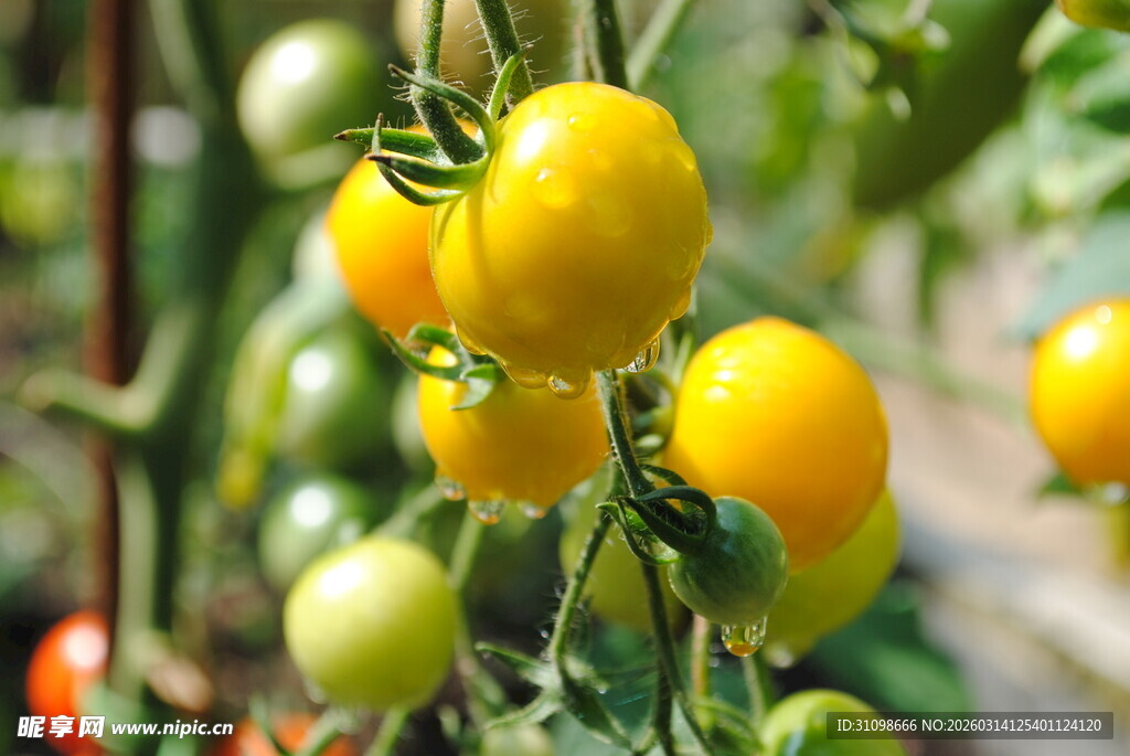 黄番茄挂枝