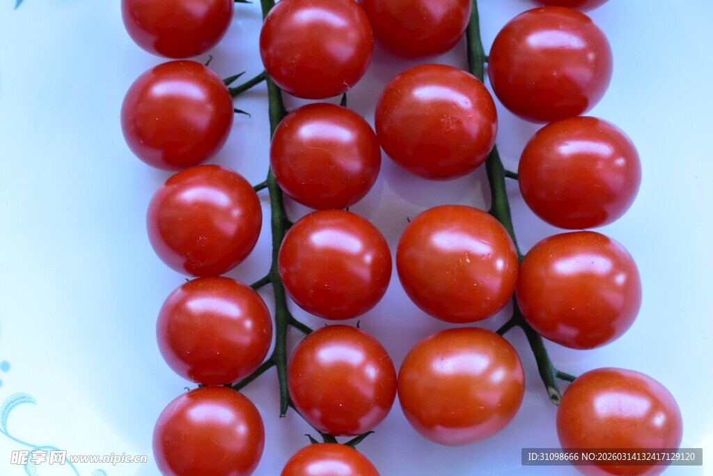 成串的鲜红小番茄