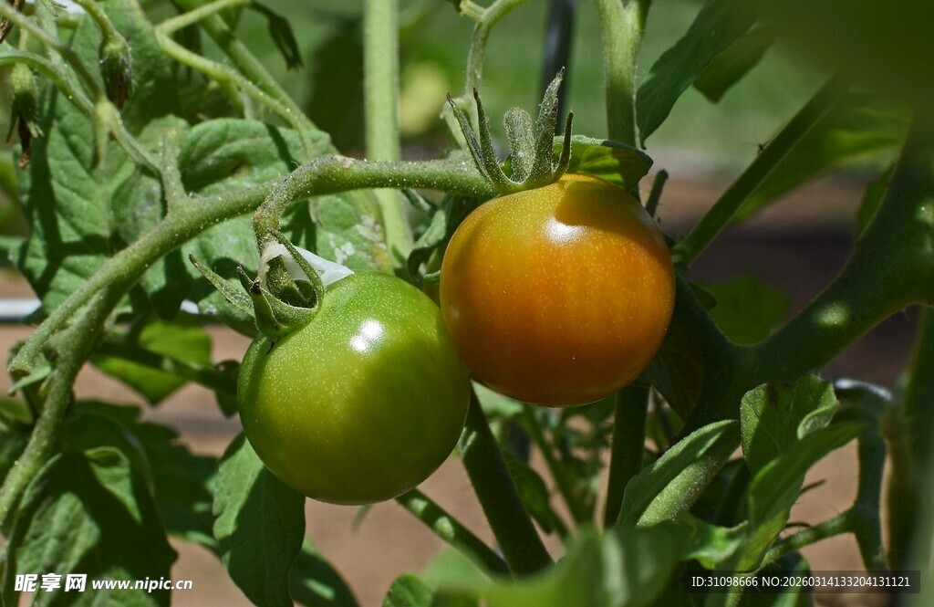 枝头上的青红番茄