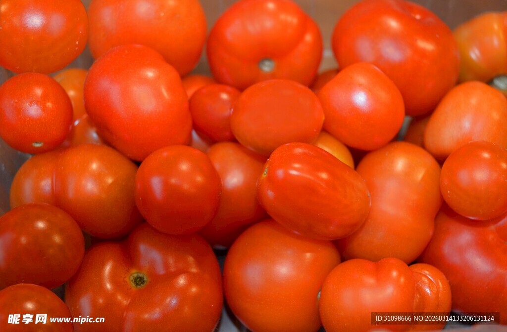 新鲜饱满的红色小番茄