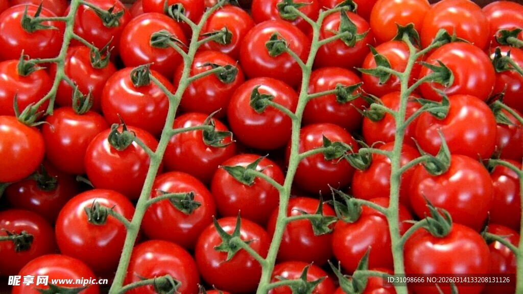 成串红樱桃番茄