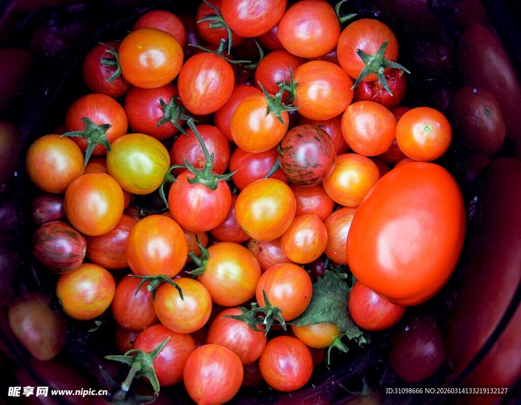 多彩小番茄满满一盆