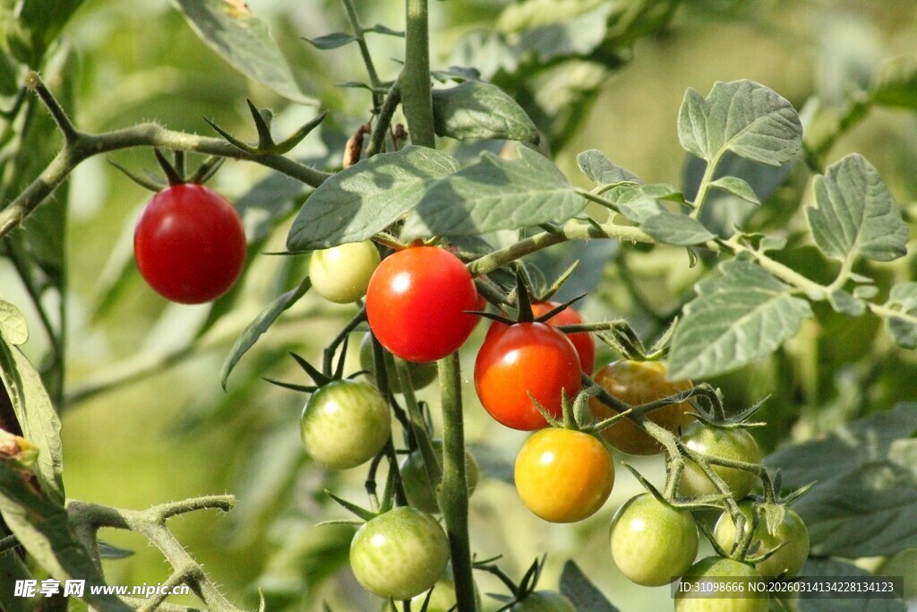 枝头多彩小番茄