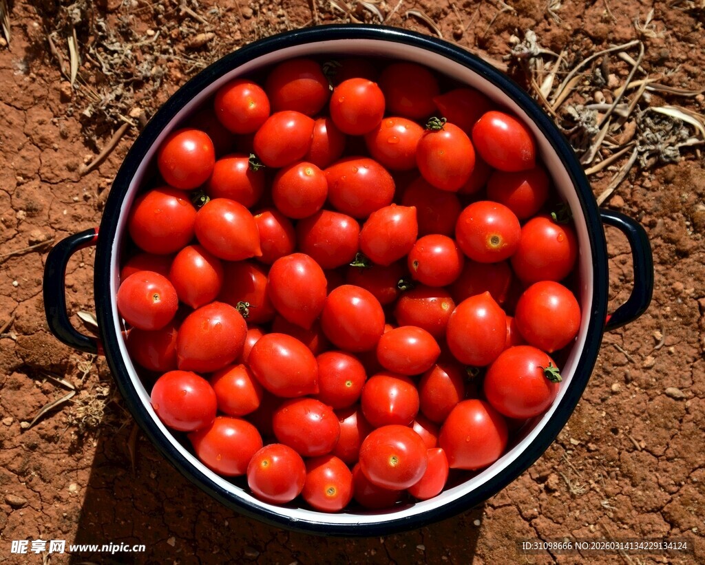 盆中饱满鲜红的小番茄