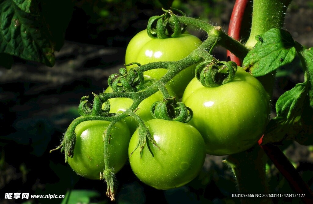 青嫩番茄挂枝头