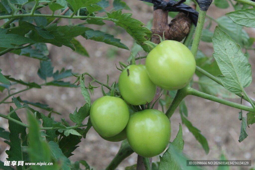 青番茄挂于枝头