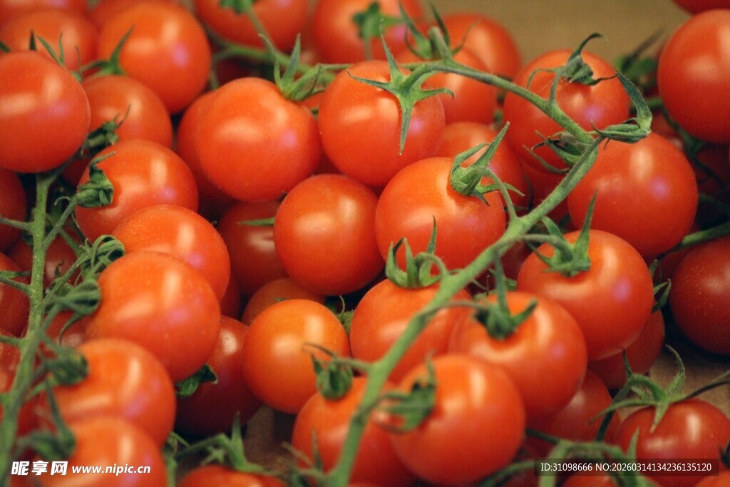 新鲜饱满的成串红番茄