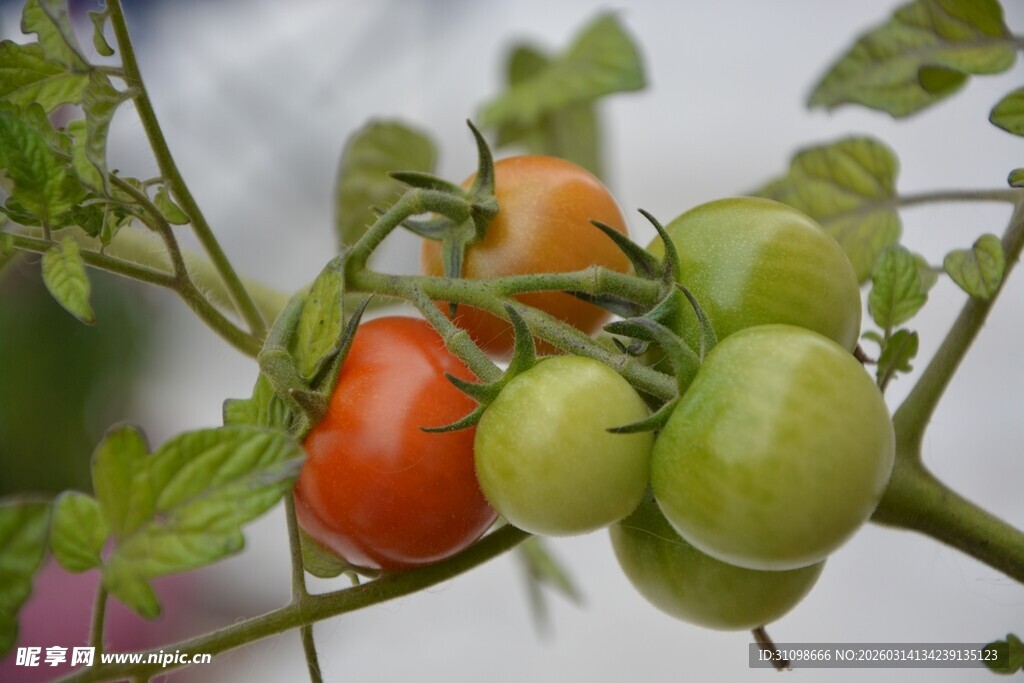 枝上多彩小番茄