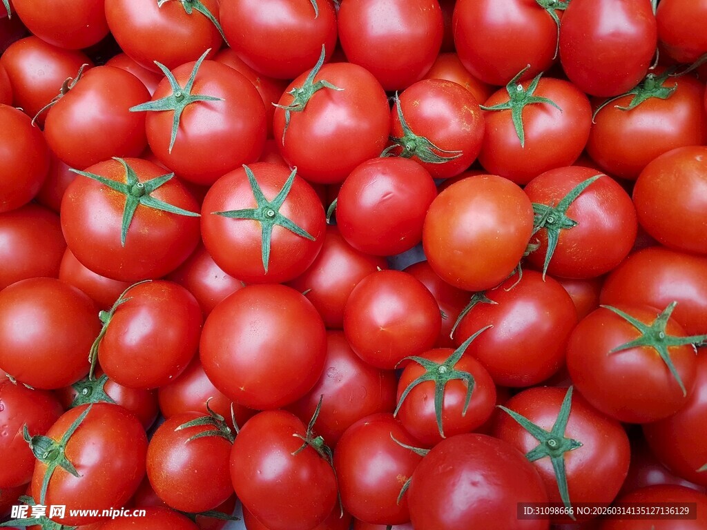 饱满鲜红的成熟西红柿