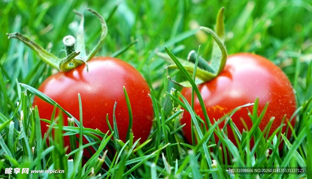 草地上的两颗鲜红番茄