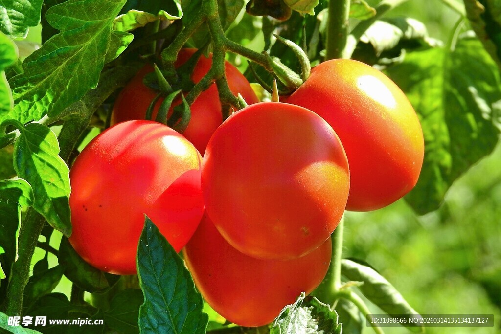 枝头饱满的红色番茄