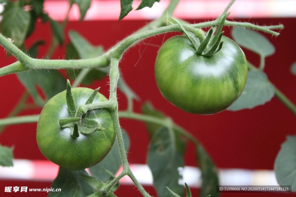 青嫩番茄挂枝头