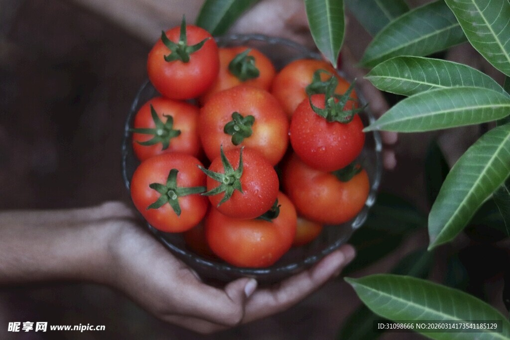 手捧新鲜饱满的红番茄