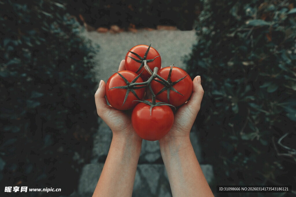 双手捧持新鲜饱满西红柿