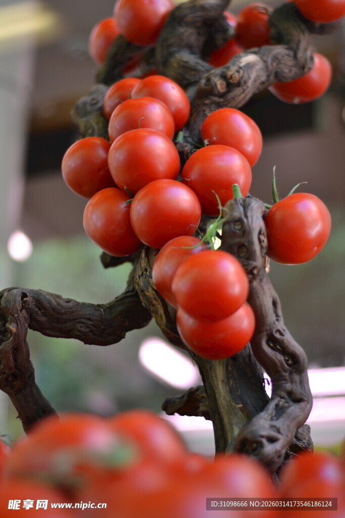 枝头饱满的新鲜红番茄