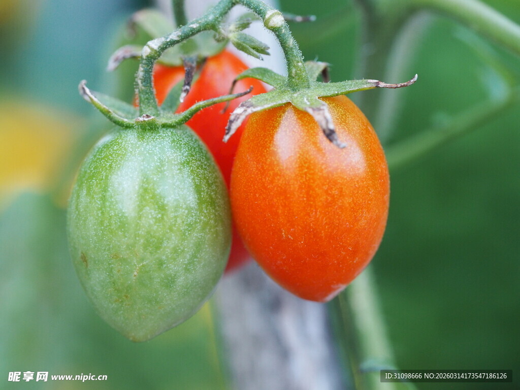 多彩小番茄挂枝