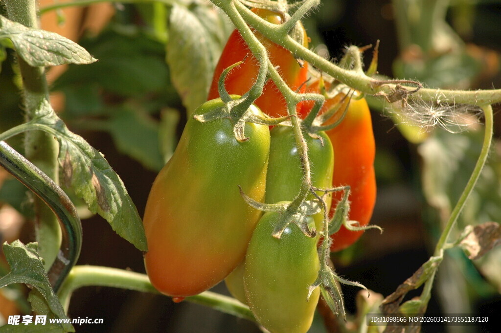 枝头上的多彩小番茄