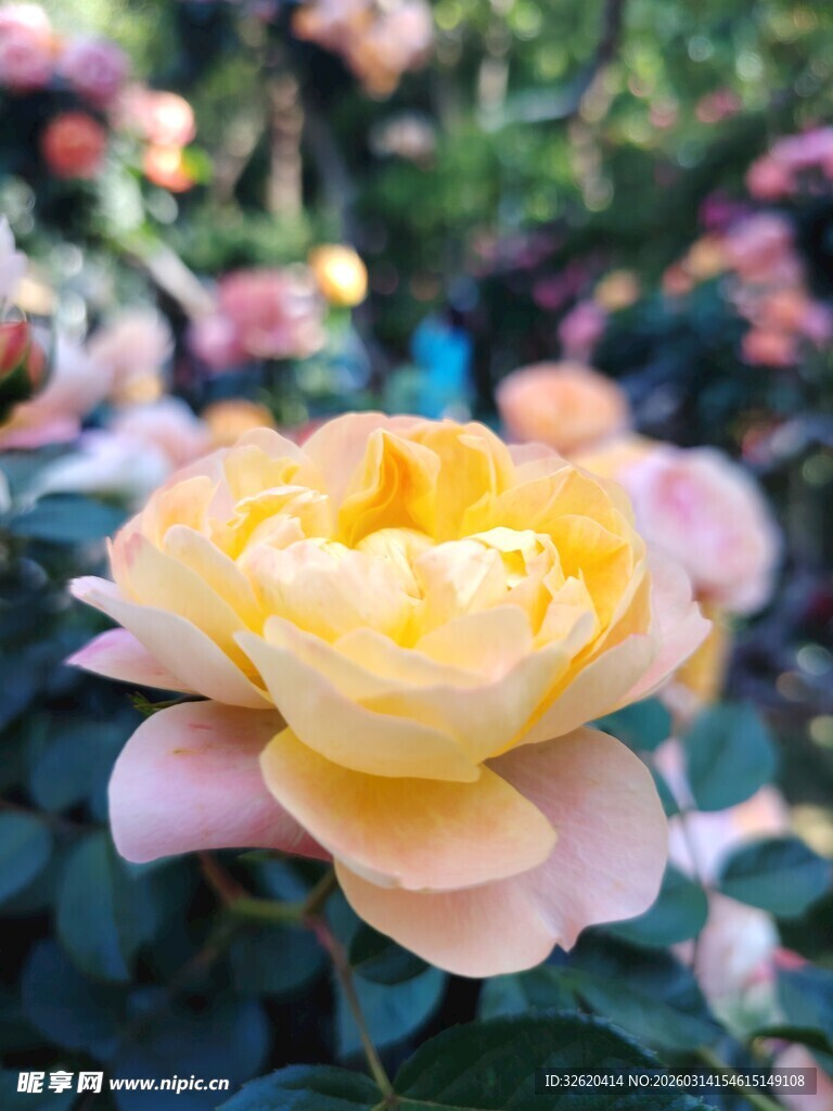 娇艳黄玫瑰绽放