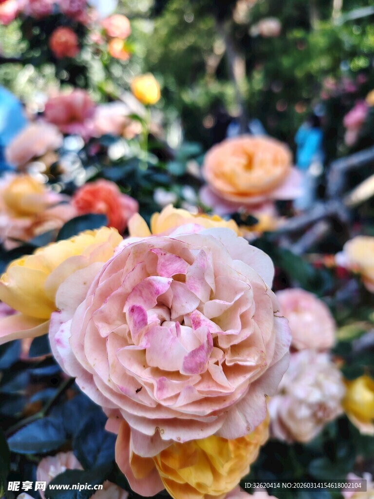 娇艳多彩的盛开玫瑰花