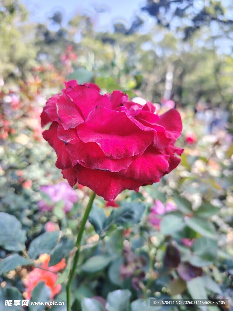 娇艳红玫瑰绽放花丛中