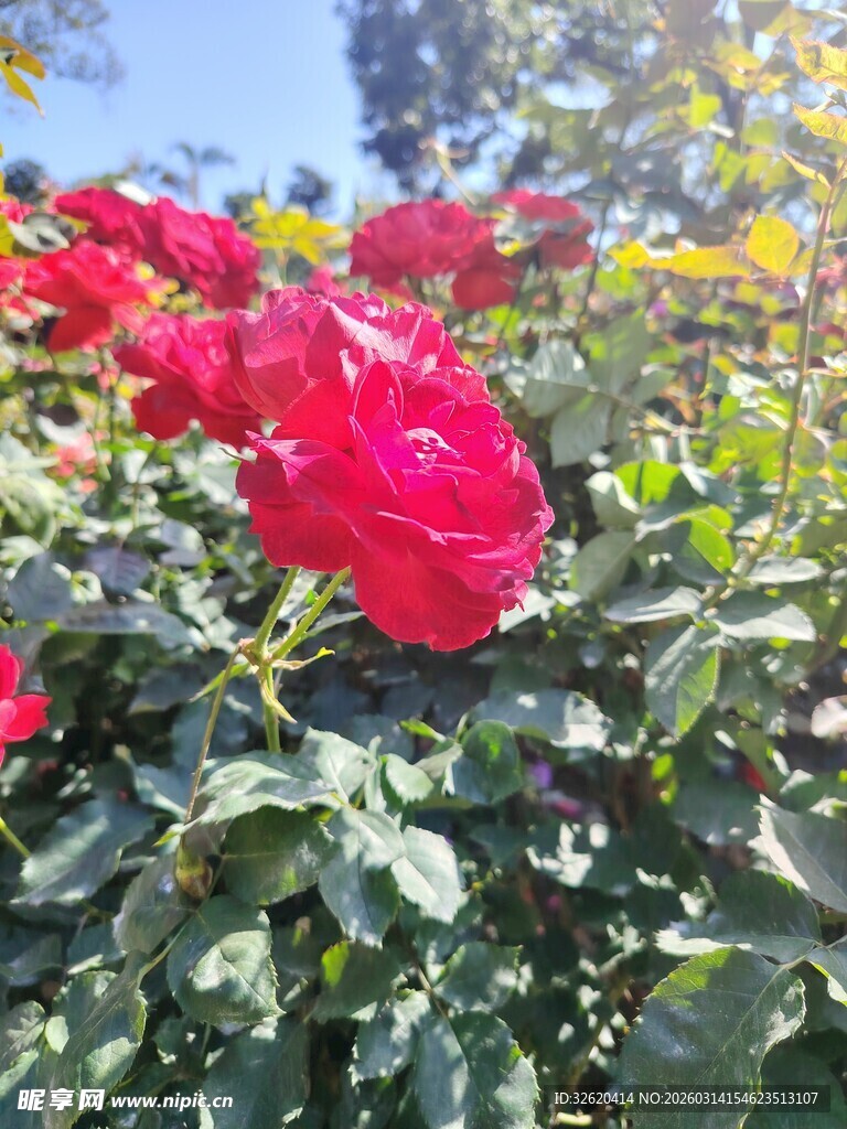 娇艳红玫瑰绽放于绿叶间