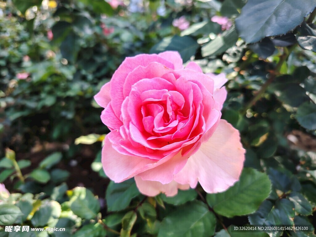 娇艳粉色玫瑰绽放