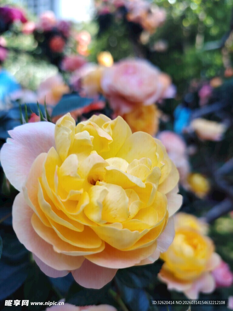 娇艳黄玫瑰绽放美景