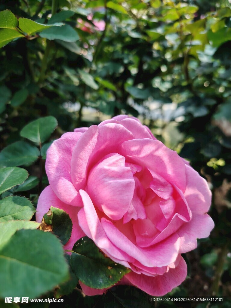 娇艳粉色月季花绽放