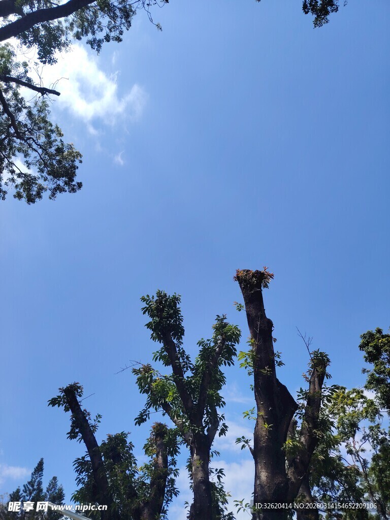 仰望蓝天与高耸树木