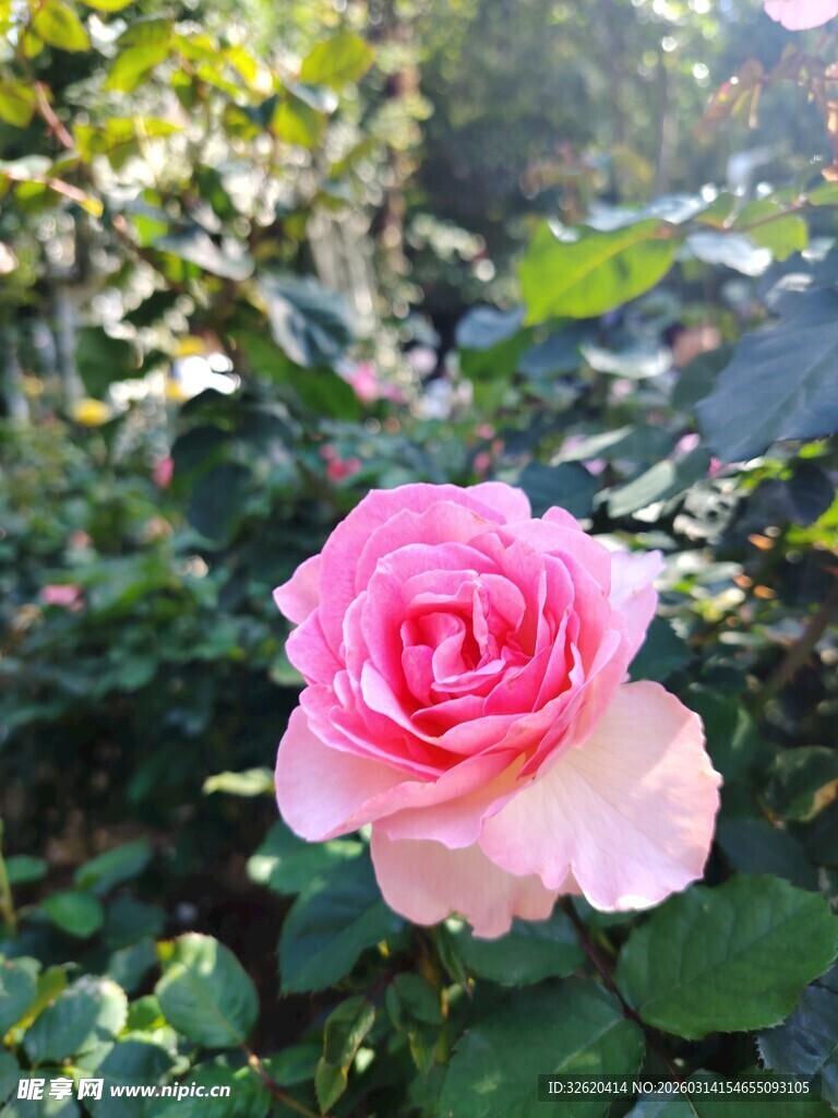 娇艳粉色玫瑰绽放于花丛